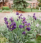 Flowers and the exterior of the Chautauqua Community House