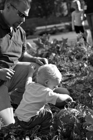 A one year old boy and his father pick out a pumpkin