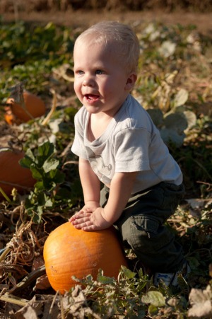 A one year old boy picks out a pumpkin
