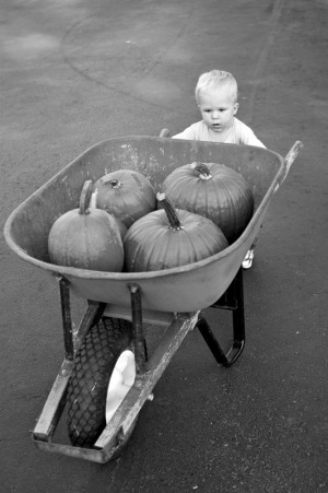 A one year old boy pushes a wheel barrow