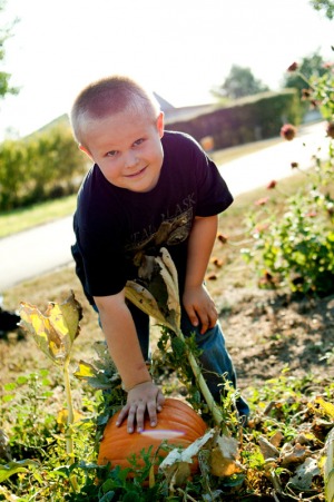 A six year old boy picks out a pumpkin