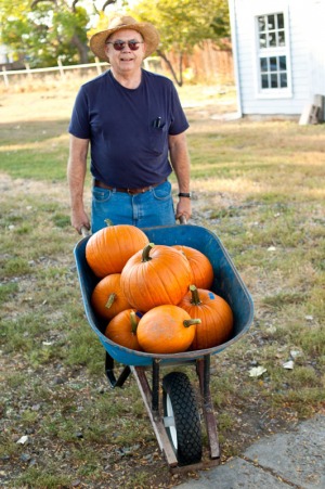 Grandpa pushes a wheel barrow full of pumpkins