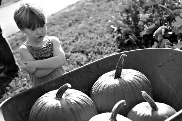 Girl inspects a wheel barrow full of pumpkins