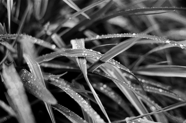Raindrops sitting on blades of ornamental grass. Black and white detail photograph from a rainy Boulder, CO wedding.