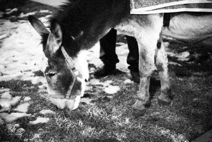 The donkey has a quick snack