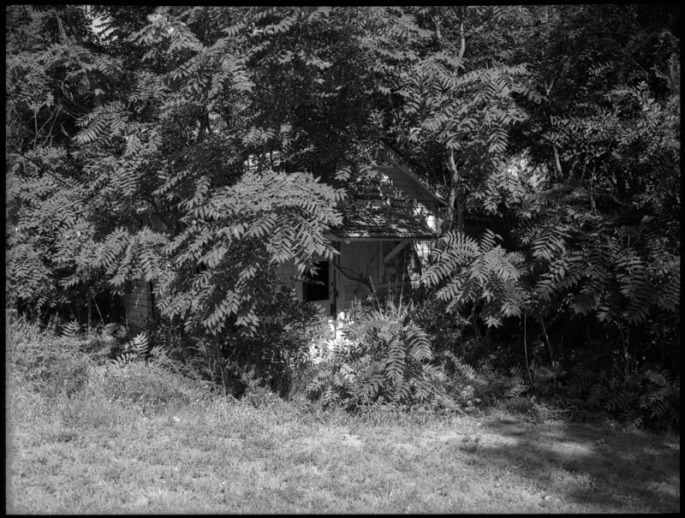 Small house completely overgrown by trees
