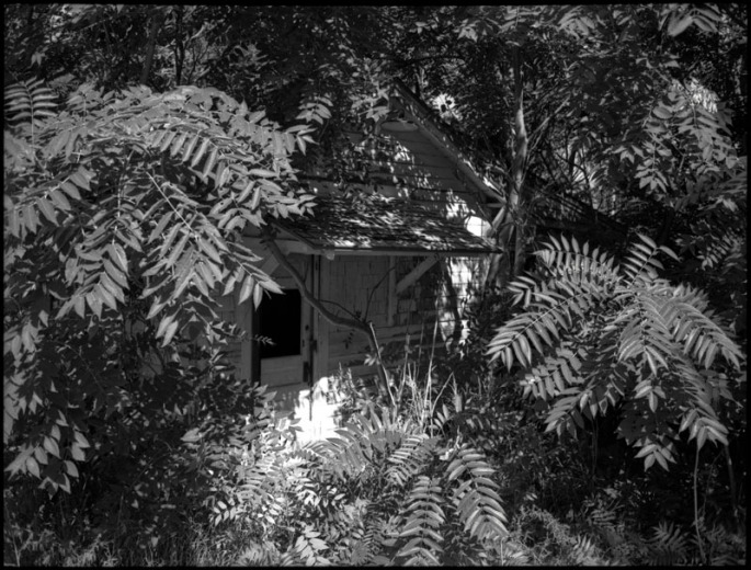 Small house completely overgrown by trees