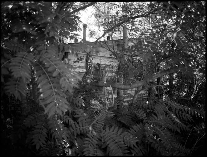 Small house completely overgrown by trees
